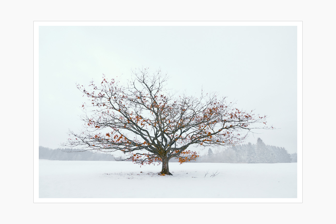 Max Schiefele Alle Bilder DS200017